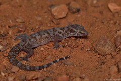 Pachydactylus weberi