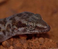 Pachydactylus weberi