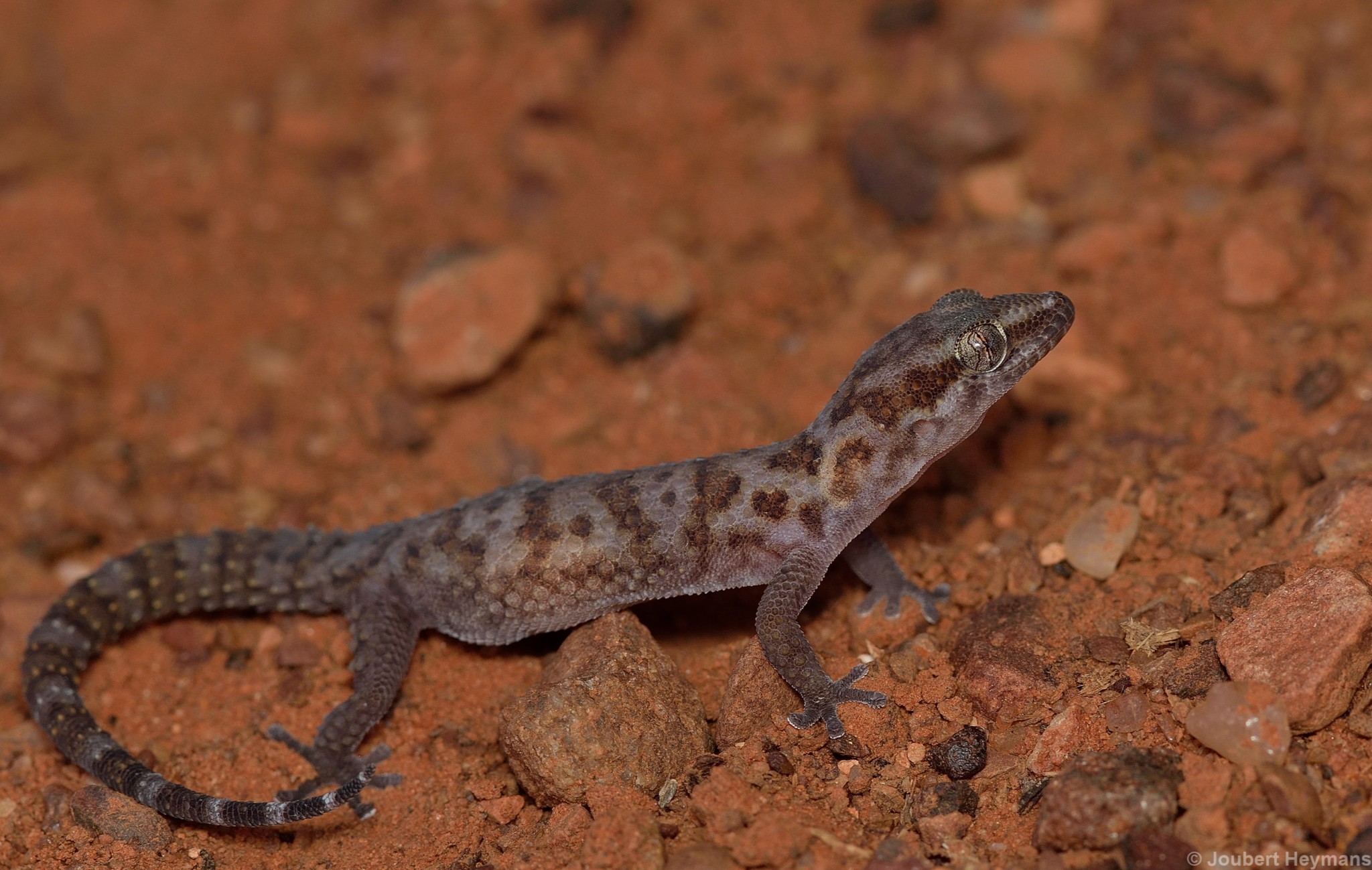 Pachydactylus weberi Roux, 1907