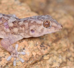 Pachydactylus haackei