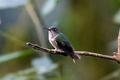 Phlogophilus hemileucurus