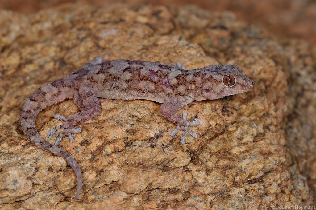 Haacke’s Thick-toed gecko