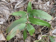 Coniogramme japonica