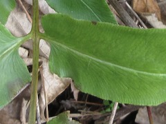 Coniogramme japonica