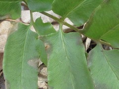 Coniogramme japonica