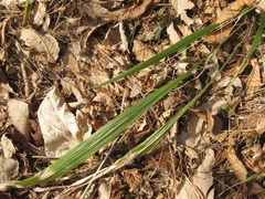 Phaenosperma globosum
