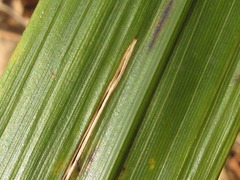 Phaenosperma globosum