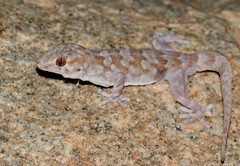 Pachydactylus haackei
