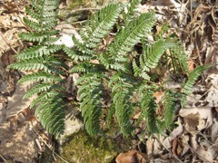 Dryopteris bissetiana