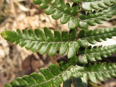 Dryopteris bissetiana
