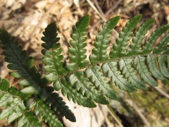 Dryopteris bissetiana