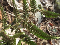 Dryopteris bissetiana