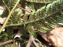 Dryopteris bissetiana