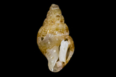 Amphissa versicolor