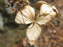 Hydrangea serrata