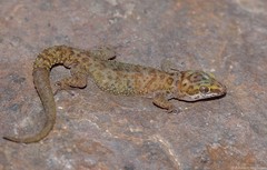 Pachydactylus weberi