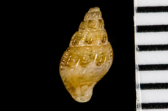 Amphissa versicolor