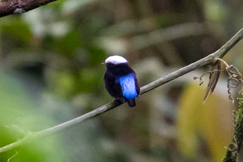 Blue-rumped Manakin