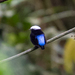 Blue-rumped Manakin - Photo (c) Chloe and Trevor Van Loon, some rights reserved (CC BY-NC), uploaded by Chloe and Trevor Van Loon