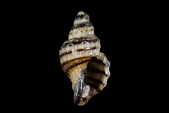 Ocinebrina