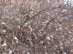 Edgeworthia chrysantha