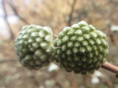 Edgeworthia chrysantha