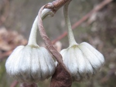 Edgeworthia chrysantha