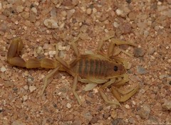 Parabuthus nanus