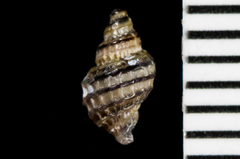 Ocinebrina