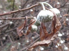 Edgeworthia chrysantha