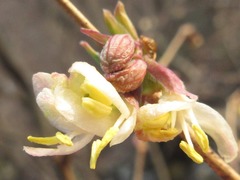 Lonicera harae