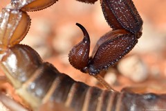 Parabuthus granulatus