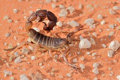 Parabuthus granulatus