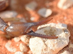 Parabuthus granulatus