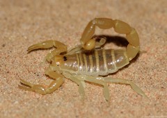 Parabuthus kuanyamarum