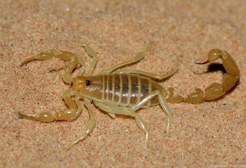 Ovambo Thicktail Scorpion