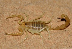 Parabuthus kuanyamarum