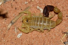 Parabuthus laevifrons