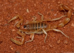 Parabuthus laevifrons