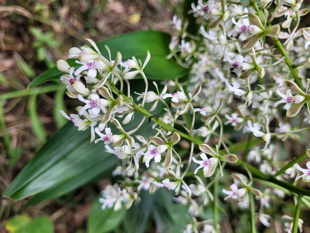 Epidendrum falsiloquum