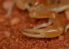 Parabuthus laevifrons
