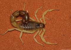 Parabuthus schlechteri