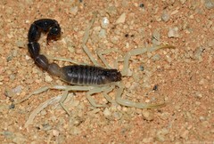 Parabuthus schlechteri