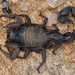 Shaggy Thicktail Scorpion - Photo (c) Joubert Heymans, some rights reserved (CC BY-NC-ND), uploaded by Joubert Heymans