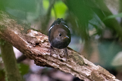 Microcerculus bambla