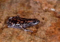 Phrynomantis annectens
