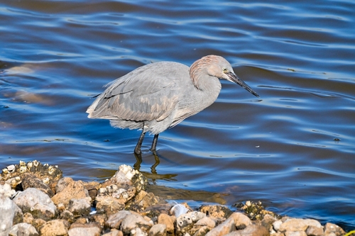 Reddish Egret (Egretta rufescens), photo 5