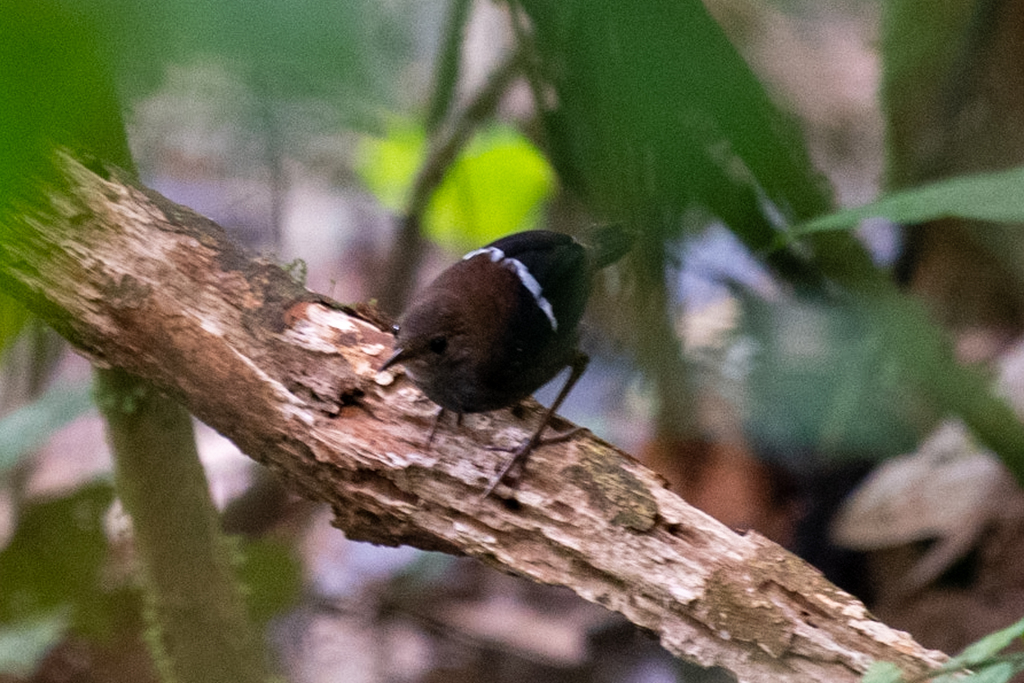 Wing-banded Wren (Microcerculus bambla) photo