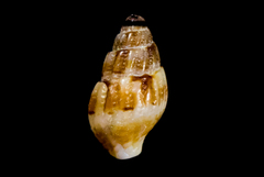 Amphissa versicolor