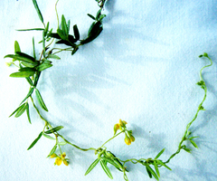 Rhynchosia microscias